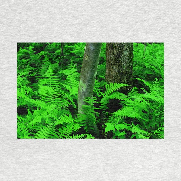 Ferns by Rodwilliams